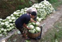 Relawan Prabowo Peduli Petani (RPPP) melakukan aksi kepedulian dengan memborong sayur dari petani. (Dok. Relawan Prabowo Peduli Petani (RPPP)